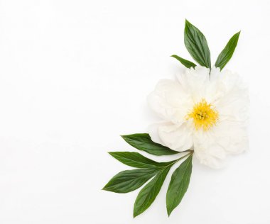 taze Şakayık çiçeği