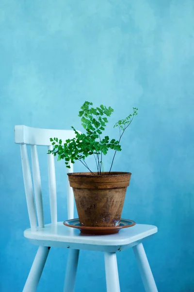 Fern in the vintage pot on chair — Stock Photo, Image