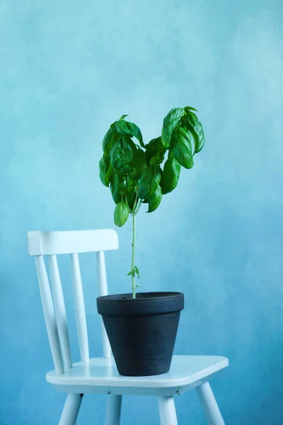 Green basil in the pot — Stock Photo, Image