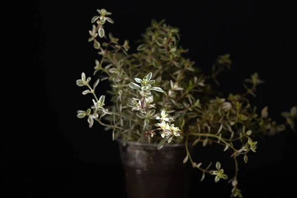 Grüner Thymian im Topf — Stockfoto