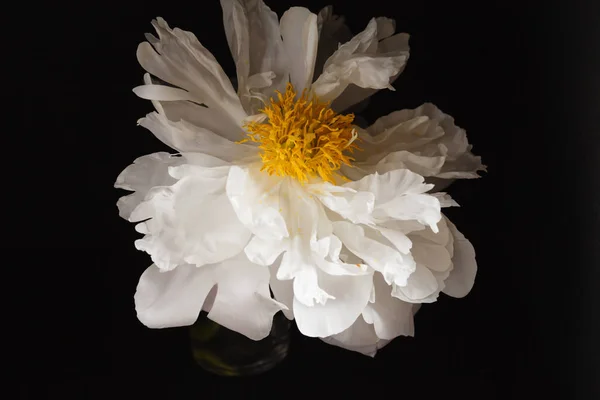 Fresh peony flower