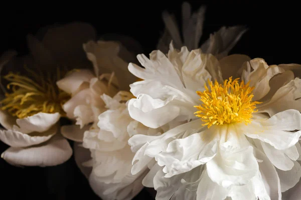 新鮮な牡丹の花 — ストック写真