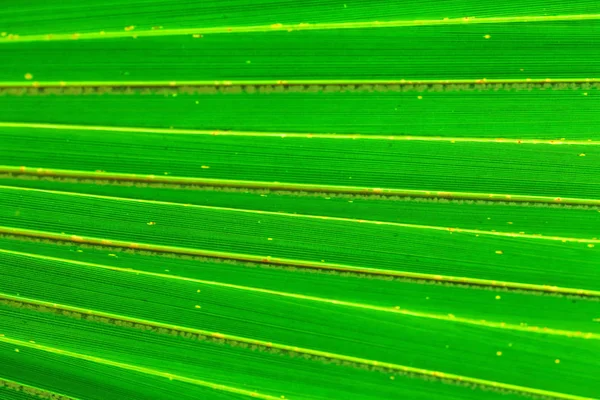 Fresh leaf texture — Stock Photo, Image