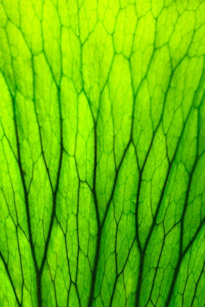 Texture des feuilles fraîches — Photo