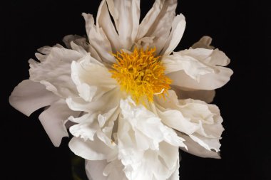 taze Şakayık çiçeği