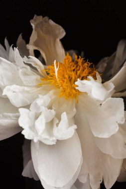 taze Şakayık çiçeği