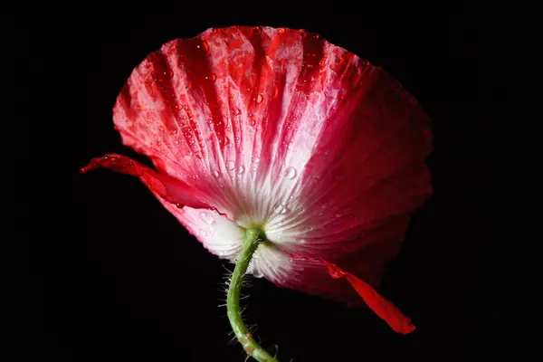 Flor de amapola tierna —  Fotos de Stock