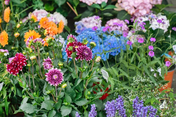 Frische Sommerblumen — Stockfoto