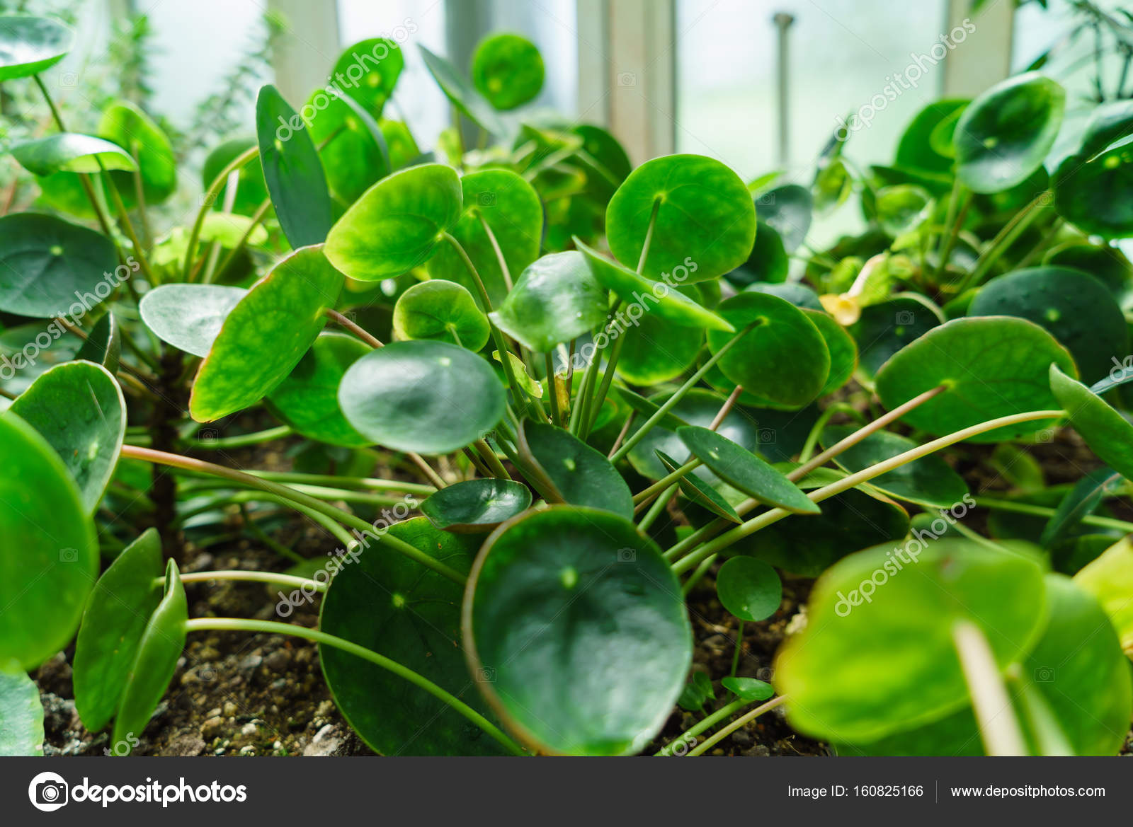 kokedama pilea peperomioides