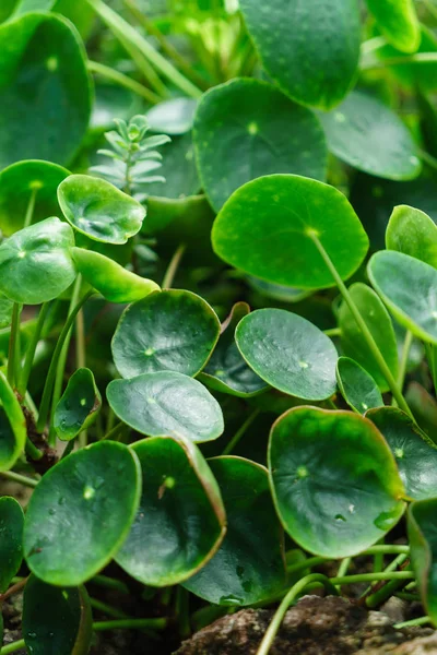 Pilea peperomioides Pflanzen — Stockfoto