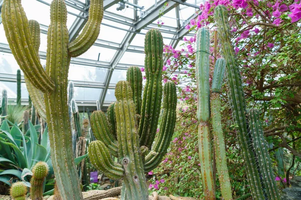 A glasshouse zöld kaktuszok — Stock Fotó