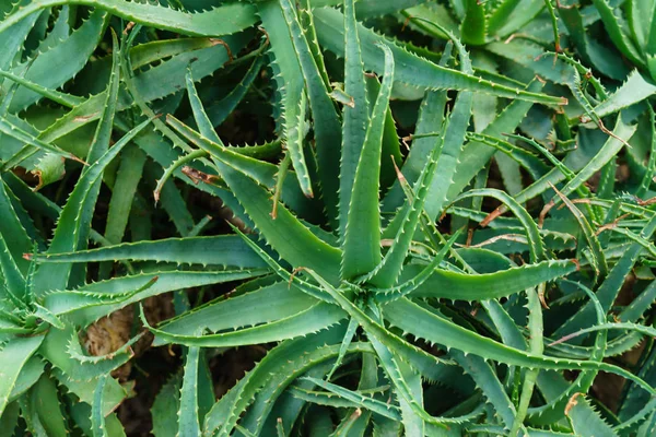 Aloe plants in glasshouse — Stock Photo, Image