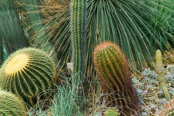 Cactus verdi in serra — Foto Stock