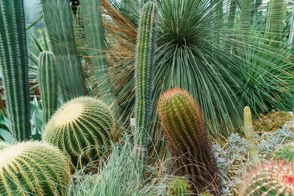 freen kaktüsler glasshouse içinde