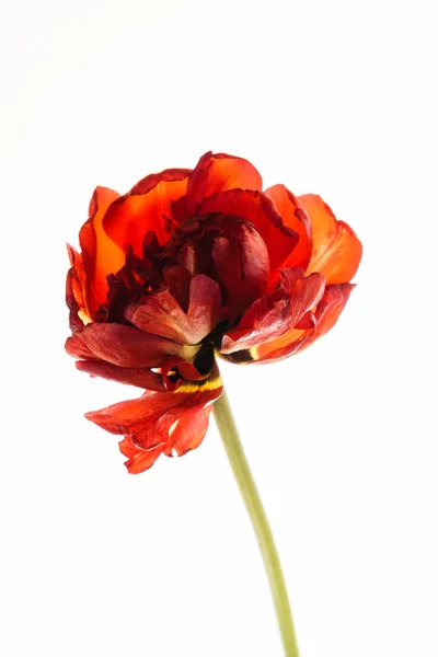 Jedna červená izolované Tulipán — Stock fotografie