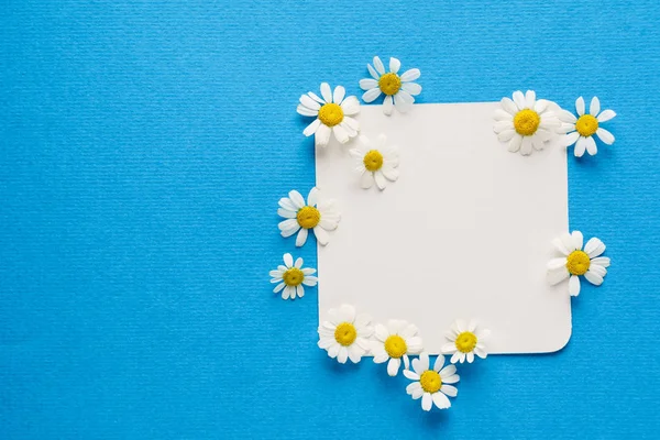 Flores margarida no cartão vazio — Fotografia de Stock