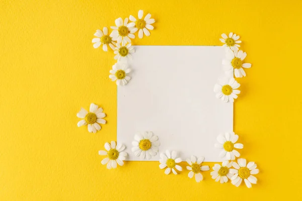 Flores de margarita en la tarjeta vacía — Foto de Stock