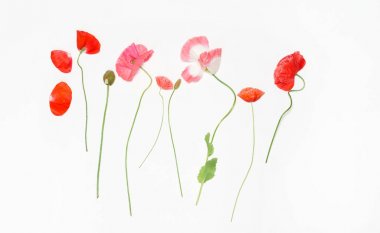 Beyaz haşhaş çiçekleri 