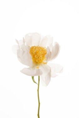 bir beyaz Şakayık çiçeği 