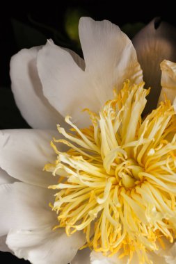 Beyaz Şakayık çiçeği ile yaprakları