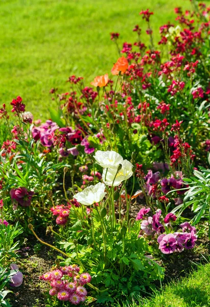 Mooie bloemen in de tuin — Stockfoto