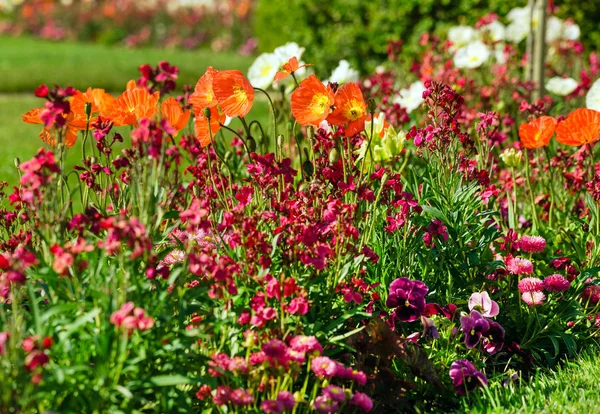 Belas flores no jardim — Fotografia de Stock