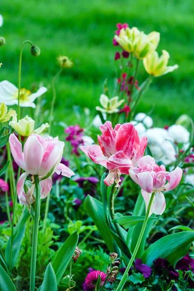 Красивые цветы в саду — стоковое фото