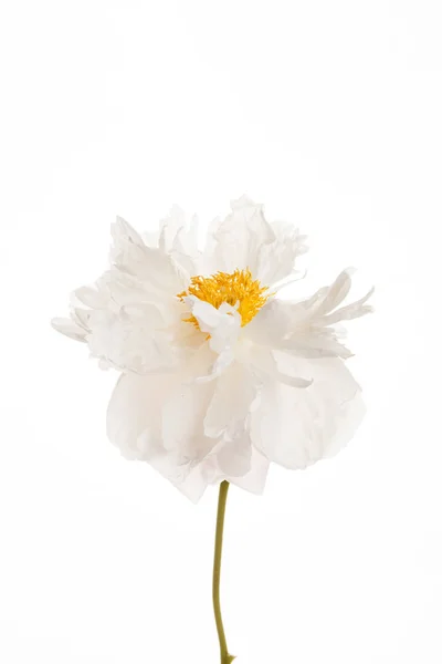 Jedna biała piwonia kwiat — Zdjęcie stockowe