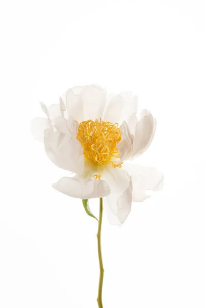 Egy fehér bazsarózsa virág — Stock Fotó