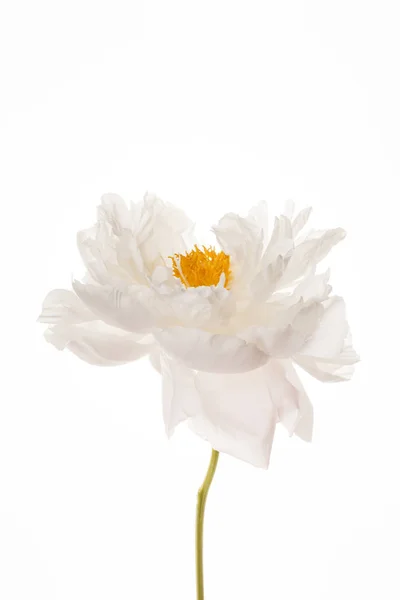 Jedna biała piwonia kwiat — Zdjęcie stockowe
