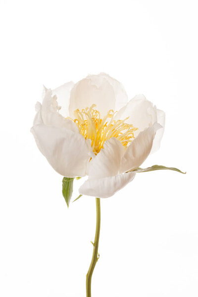 Один белый пионский цветок
 