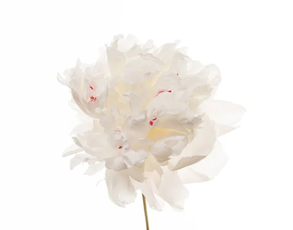 Un fiore di peonia bianca — Foto Stock