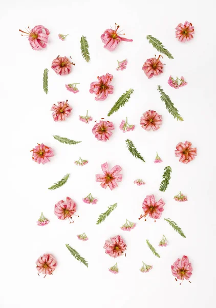 Цветы и растения на белой поверхности — стоковое фото