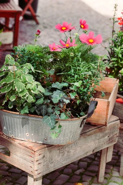 屋外のテーブルの上の容器の植物 — ストック写真