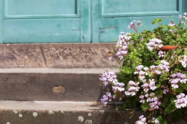 Pelargonium bloemen buiten — Stockfoto