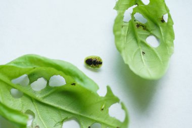 hata ile yeşil yaprak 