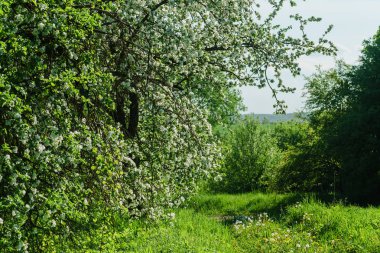 Çiçek açan elma ağacı
