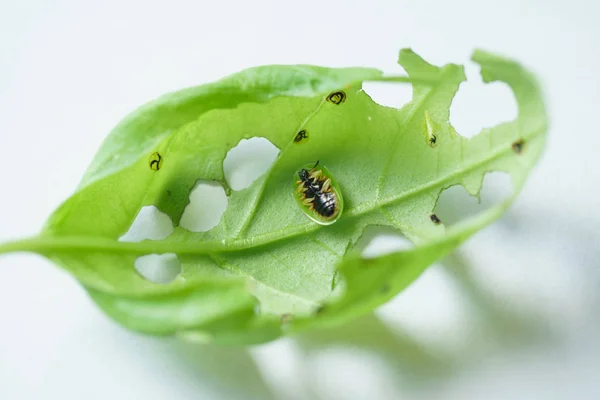 Зеленый лист с жуком — стоковое фото