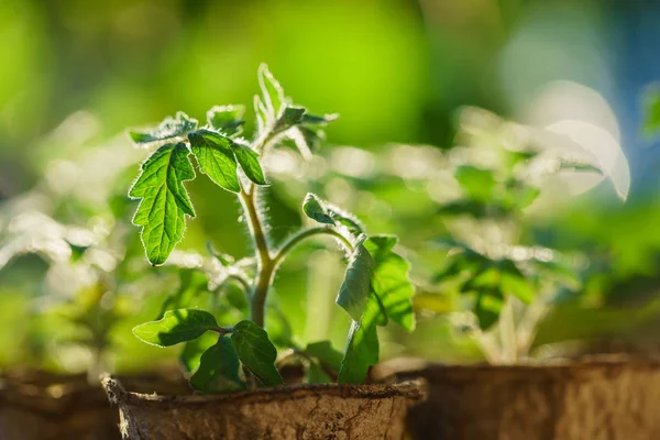 Domates Filiz closeup