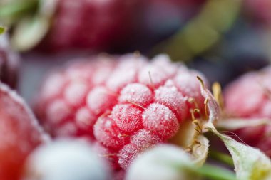 Dondurulmuş ahududu closeup