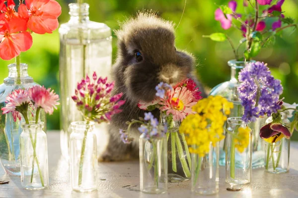 Кролик в окружении бутылок с летними цветами — стоковое фото