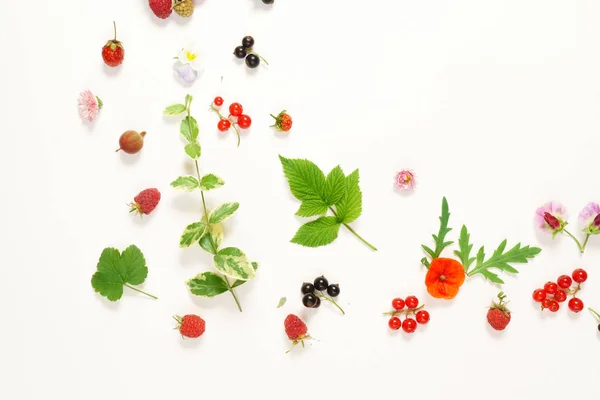Состав листьев и ягод — стоковое фото