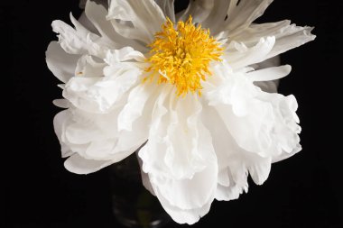 Güzel beyaz şakayık çiçeği  