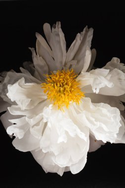 Güzel beyaz şakayık çiçeği  