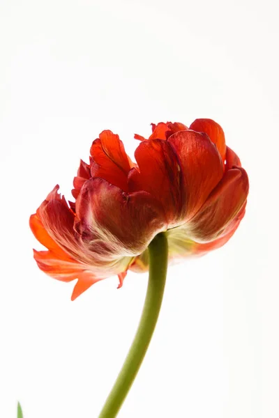 Один красный изолированный тюльпан — стоковое фото