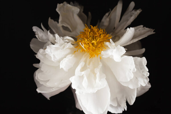 Красивый белый пионский цветок  