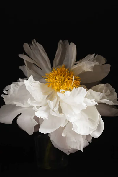 美しい白い牡丹の花 — ストック写真