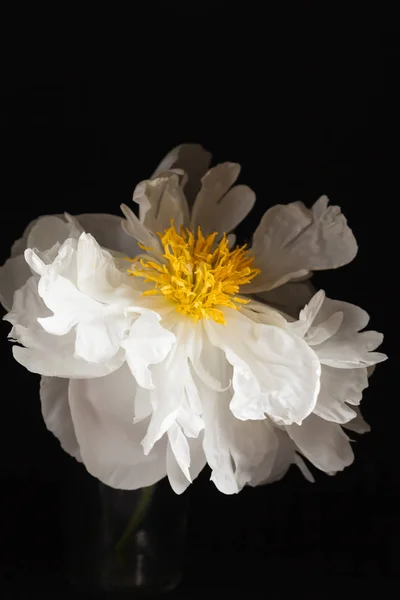 Gyönyörű fehér bazsarózsa virág — Stock Fotó