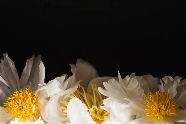 Trzy kwiaty biała piwonia — Zdjęcie stockowe