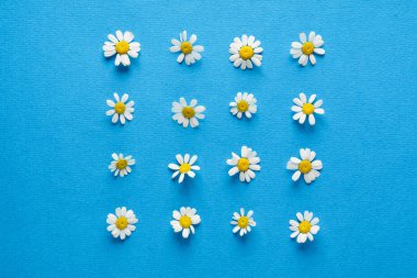 Mavi papatya çiçekleri 